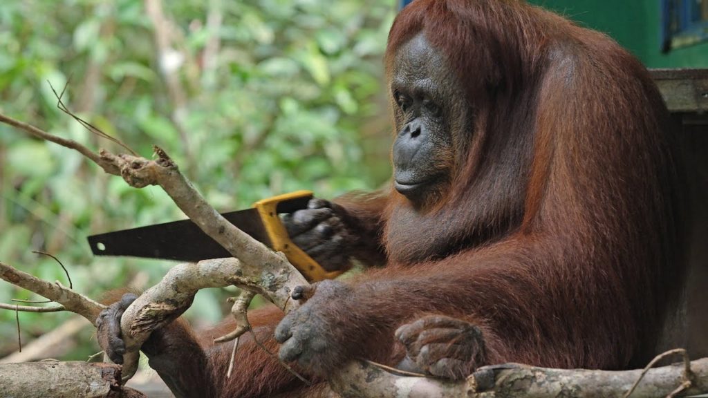 An Orang utan sawing through a branch.